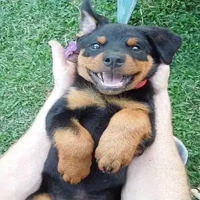 罗威纳犬主人我没疯,我只是想保护你
