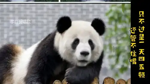 搞笑哈士奇和熊猫对对对,你根本不胖,只不过是...
