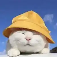 猫叔最经典头像
