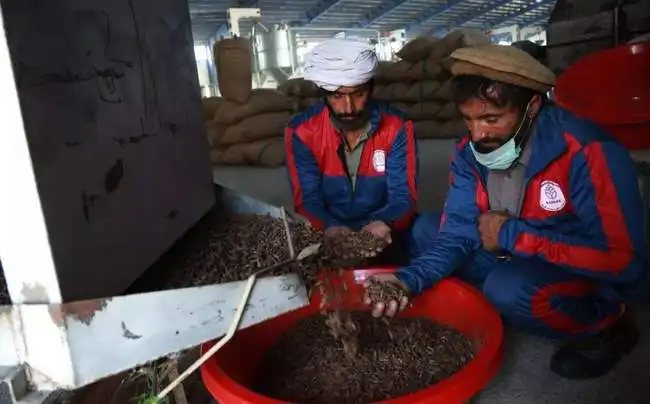 前往阿富汗收松子,半路偶遇塔利班拦路,中国商人全完了
