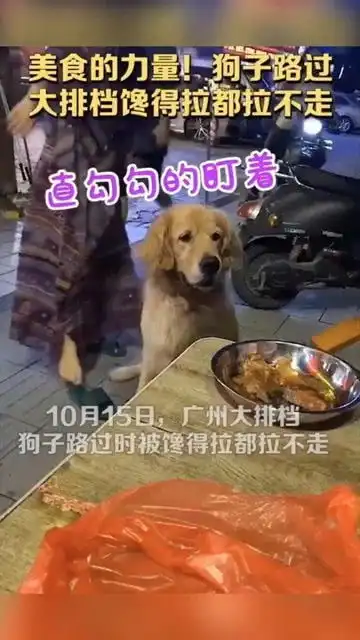 美食的诱惑太大了,狗子馋的拉都拉不走,太搞笑了
