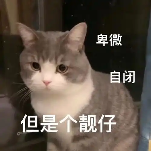 猫咪表情包合集我就是馋你的身子
