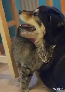 一只流浪猫和它的汪星人朋友
