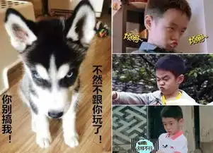 组图王诗龄姐姐贝尔张翰范冰冰新一波动物与明星撞脸照

