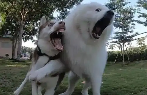 哔哩哔哩专栏
