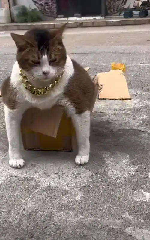 搞笑图片猫猫之大,一个箱根本装不下
