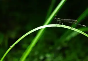 豆娘集合
