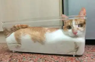 搞笑图片看见了不该看的东西,把猫咪都吓成方的
