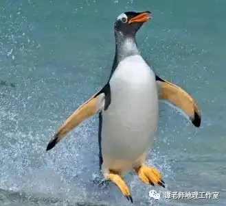 企鹅有多少种类赤道上有没有企鹅
