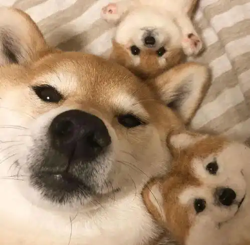 精选10张柴犬逗比头像,让你不自觉的嘴角上扬柴犬头像
