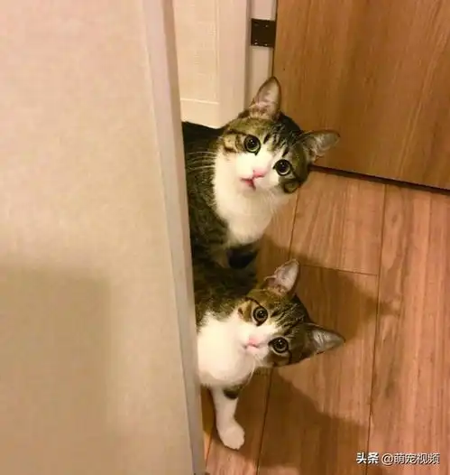 搞笑猫咪图片一箩筐,喵呜
