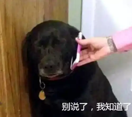 狗狗不听女主人的话,却被男主电话训哭了,委屈模样引人爆笑
