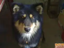 哈士奇犬照片西伯利亚雪橇犬照片这是我家哥哥现在在麻麻的奶奶家petermunmy
