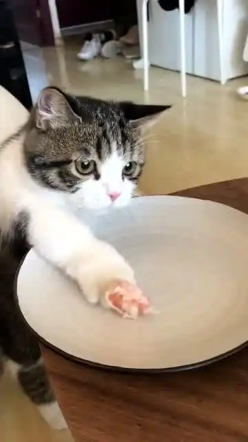 这只猫咪太馋了,在碟子里摸半天终于把虾摸走,真是太有趣了
