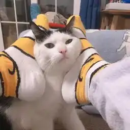 搞笑猫咪情侣头像给不了你很多感动,但我会陪你很久
