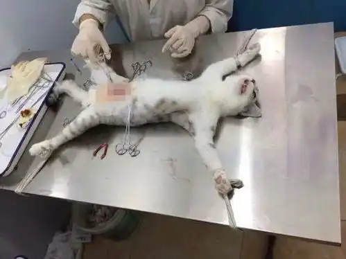 那些被割了蛋蛋的猫咪们,感觉都好可怜
