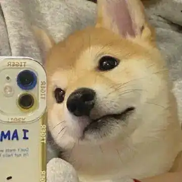 不易撞得微信头像来咯

