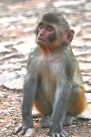 引猴入村猴群成患赶猴友谊的小船说翻就翻
