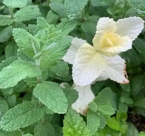 20张照片,用偶然发现自然奇观的人们
