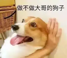 我统计了下养狗这些年被破坏的东西,有点心累...
