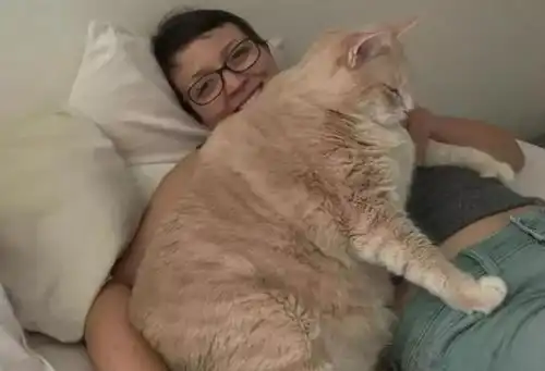 为什么说十个橘猫九个胖橘猫更容易胖有什么依据吗
