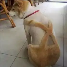 狗狗家长必读剃毛不是你想剃,想剃就能剃
