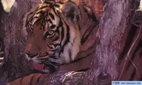 猛兽动物设计素材图片0021.jpg网页制作大宝库动物类素材图库
