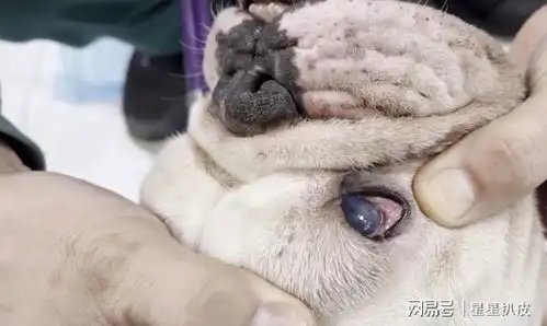 黑龙江疑因眼睛有问题,瘦斗牛犬成流浪狗,狗狗主人不要我了
