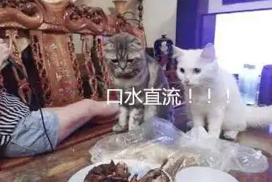 主人买了烧鸡,家里猫咪都馋哭了,竟和主人上演爆笑吃鸡比赛
