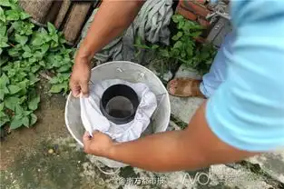 探秘世界最大蚊子工厂每周生产50万绝育雄蚊
