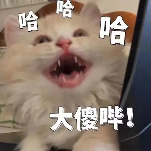壁纸头像超可爱搞笑猫咪表情包
