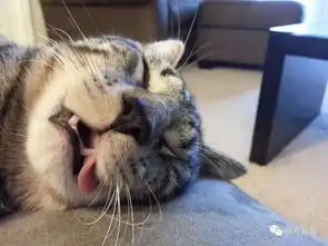 搞笑猫咪图片集锦,每一张都那么有趣
