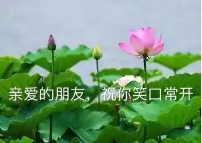 8张特别漂亮的早上好问候图片带字精选,免打字励志图片带字温馨祝福语
