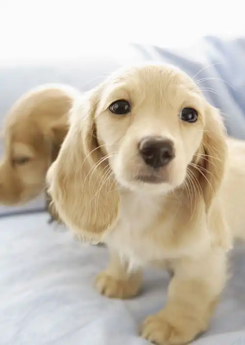 汪星人狗狗黄金萌犬传说中的天然呆嘛汪星人也来到地球啦啦啦0
