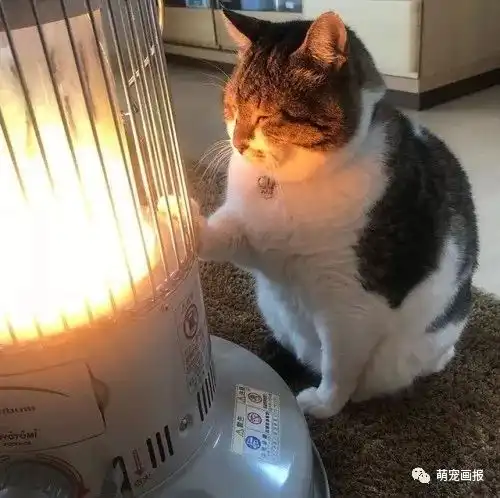 猫咪搞笑图片小集锦
