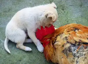 动物世界,通过动物图片了解动物的搞笑习性
