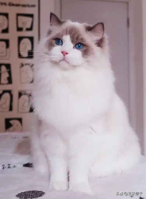 据说这是全世界最美猫咪

