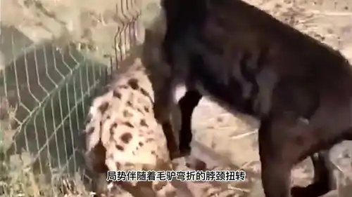 5.家养毛驴殴打斑鬣狗,二哥被肆意踩踏身体,终于狠狠撕下面皮
