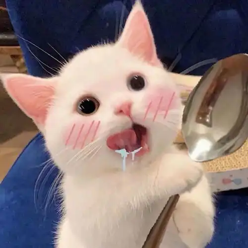 萌宠头猫咪二哈
