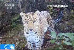 珍贵视频照片焦作后山的金钱豹惊动央视新闻还有这些稀有野生萌物也在抢镜求关注
