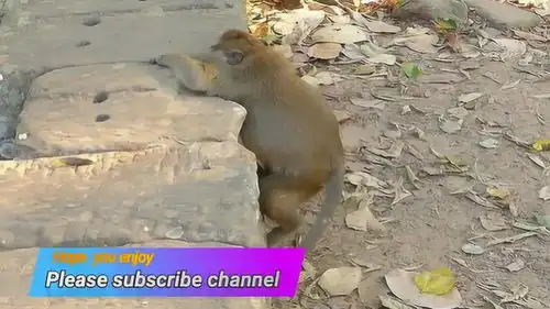 这是在锻炼身体吗,看这只猴子就在石凳上面爬,太有趣了
