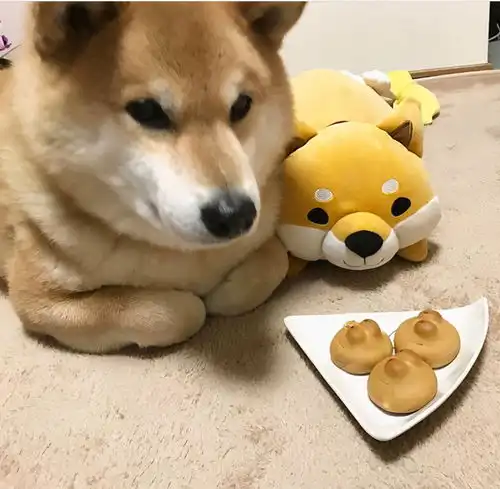 听说柴犬是猎犬,会不会不适合家庭饲养
