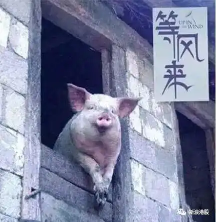 丁磊养猪的时候,我放声大笑过万科养猪,我失眠了...
