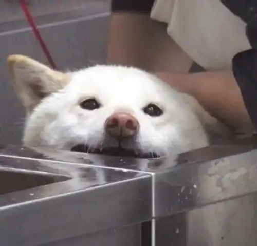 心愿单
