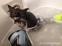 看身边的搞笑动物你们又犯二了吗

