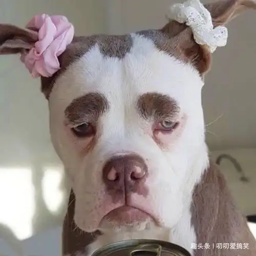 幽默笑话做老婆可以很刁,哎,做女人多好呀
