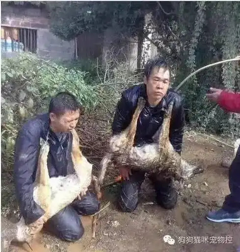 看完这个你还敢吃狗肉吗还敢去偷狗吗
