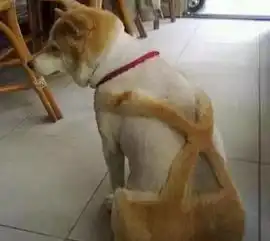 萌化这些狗剃完毛,简直就是小天使啊但也有....
