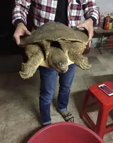 黄河夜钓,野生大甲鱼出水,三人才搞上岸
