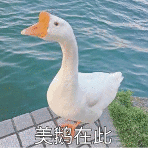 有感悟的句子
